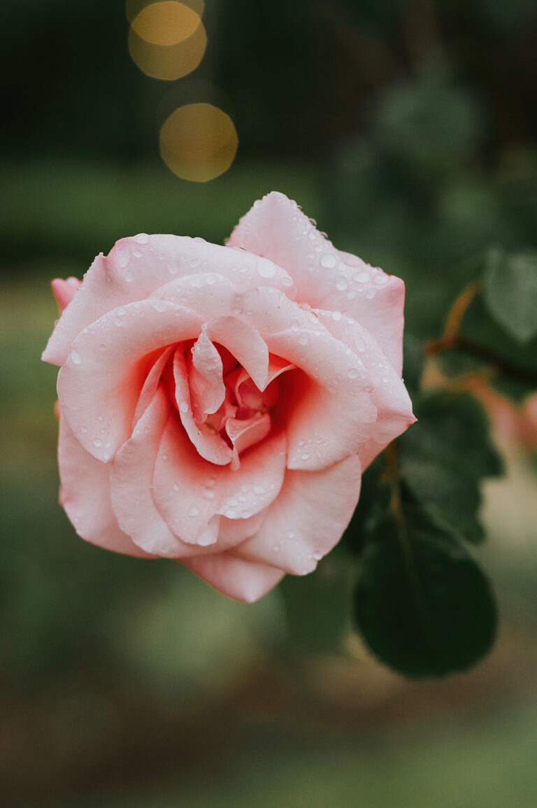 A pink garden rose covered in raindrops to illustrate a post on what to do if it rains on your wedding day
