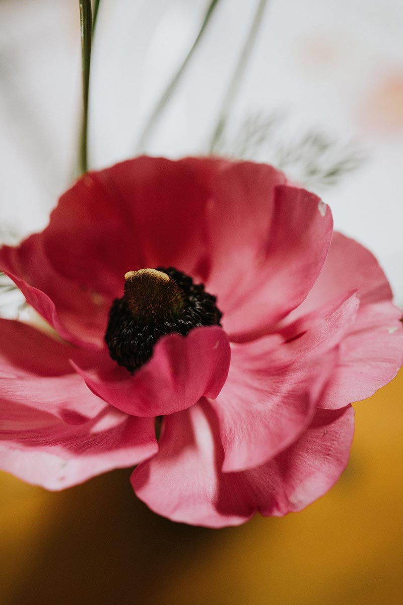 close up of a poppy as part of the floral decorations at the secret barn sussex on a wedding day
